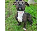Adopt Magdaline a Black - with White Staffordshire Bull Terrier / Mixed dog in