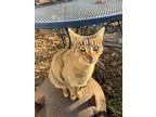 Adopt Romeo a Spotted Tabby/Leopard Spotted Domestic Shorthair / Mixed (short