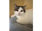 Adopt Boy George a White Domestic Shorthair / Domestic Shorthair / Mixed cat in
