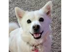 Adopt Tripper a White Pomeranian / Husky / Mixed dog in Bloomington