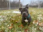 Adopt charlotte a Gray/Silver/Salt & Pepper - with White American Pit Bull
