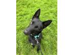 Adopt GIGI a Black Australian Kelpie / Mixed dog in Seattle, WA (40343119)