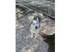 Adopt Sky a Gray/Blue/Silver/Salt & Pepper Husky / Mixed dog in Staley