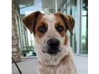 Adopt Hamish a Red/Golden/Orange/Chestnut Australian Cattle Dog / Mixed dog in