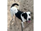 Adopt Pez a White - with Black Pointer / Border Collie / Mixed dog in Groton