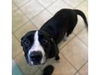 Adopt Pearla a Black American Pit Bull Terrier / Mixed dog in Staley