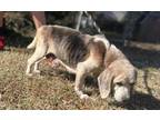 Adopt Suzanne a Gray/Blue/Silver/Salt & Pepper Beagle / Mixed dog in Staley