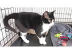 Adopt Sarah a Black & White or Tuxedo Domestic Shorthair (short coat) cat in St.