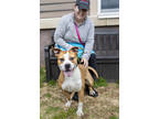 Adopt Melvin a Tan/Yellow/Fawn Mixed Breed (Large) / Mixed dog in Chamblee