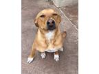 Adopt Sienna a Tan/Yellow/Fawn - with White Labrador Retriever / Mixed dog in