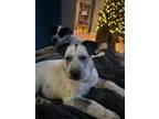 Adopt Chelan a Australian Cattle Dog / Mixed dog in Fort Lupton, CO (40242523)