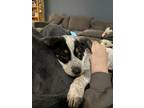 Adopt Morello a Australian Cattle Dog / Mixed dog in Fort Lupton, CO (40242522)