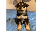 Adopt Biondo Comune a Australian Cattle Dog / Mixed dog in Fort Lupton