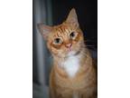 Adopt Olympos a Domestic Shorthair / Mixed (short coat) cat in Fort Lupton