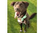 Adopt Haedal a Black Jindo / Mixed dog in Durham, NC (40340079)