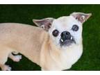 Adopt Pablo a Tan/Yellow/Fawn Pug / Mixed Breed (Medium) / Mixed (short coat)