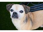 Adopt Jose a Tan/Yellow/Fawn Pug / Mixed dog in Newport Beach, CA (40337608)