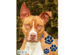 Adopt Bloom a Red/Golden/Orange/Chestnut American Pit Bull Terrier / Mixed dog