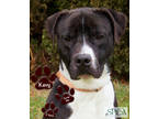 Adopt Kevy a Black Boxer / Terrier (Unknown Type, Medium) / Mixed (short coat)