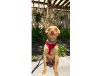 Adopt Roony a Mixed Breed (Medium) / Mixed dog in Thousand Oaks, CA (40339852)