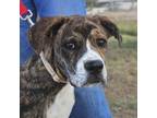 Adopt Frenzy a Brindle Cane Corso / Boxer dog in Vail, AZ (40339204)