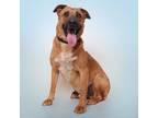 Adopt Max a Red/Golden/Orange/Chestnut - with Black Black Mouth Cur / Chinook /