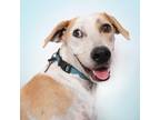 Adopt Finn a White - with Tan, Yellow or Fawn English Pointer / Greyhound /