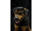 Adopt Doug a Black - with Brown, Red, Golden, Orange or Chestnut Rottweiler /