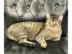 Adopt Marbles a Domestic Shorthair / Mixed (short coat) cat in Heber