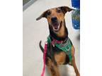 Adopt Abby a Tan/Yellow/Fawn Doberman Pinscher / Mixed Breed (Medium) / Mixed