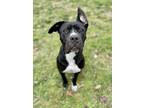 Adopt Julian a Black Mastiff / Mixed dog in Vienna, OH (39408652)