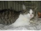 Adopt Pretzel a Brown Tabby American Shorthair / Mixed (short coat) cat in