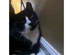 Adopt Tux a Black & White or Tuxedo Domestic Shorthair / Mixed cat in