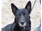Adopt Niko a Black - with White Shepherd (Unknown Type) / Cattle Dog / Mixed dog