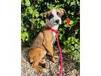 Adopt Ellie a Brindle - with White Boxer / Mixed dog in Valley Village
