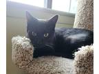 Adopt Dino a Black (Mostly) American Shorthair (short coat) cat in Staten