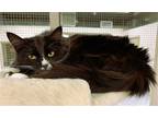 Adopt Lola a Black & White or Tuxedo Domestic Longhair / Mixed (long coat) cat