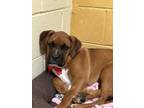 Adopt MoMo a Red/Golden/Orange/Chestnut - with White Boxer / Mixed dog in Bryson