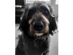 Adopt Murphy a Black - with White Standard Poodle / Treeing Walker Coonhound /