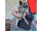 Adopt Klara a Gray/Blue/Silver/Salt & Pepper Pomeranian / Mixed dog in Ladson