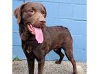Adopt Binx a Brown/Chocolate Chesapeake Bay Retriever / Mixed dog in Crystal