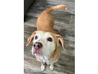 Adopt Lucy a Tan/Yellow/Fawn - with White Mixed Breed (Medium) / Mixed dog in