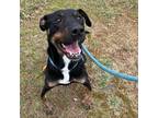 Adopt Gus a Black Rottweiler / Mixed Breed (Medium) / Mixed (short coat) dog in