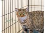 Adopt Jello a Tan or Fawn Tabby Domestic Shorthair (short coat) cat in Somerset
