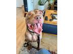 Adopt Taz a Brown/Chocolate American Pit Bull Terrier / Mixed dog in Washington
