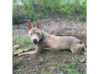 Adopt Foxy a Tan/Yellow/Fawn American Pit Bull Terrier / Mixed dog in