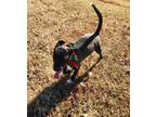 Adopt Jack a Black Labrador Retriever / Border Collie / Mixed dog in Medfield