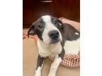 Adopt Donax Trunculos a Labrador Retriever / Cattle Dog / Mixed dog in Fort