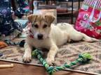 Adopt Clogneta a Australian Cattle Dog / Australian Shepherd / Mixed dog in Fort