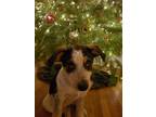 Adopt Shrimp Cocktail a Cattle Dog / Mixed dog in Fort Lupton, CO (40311279)